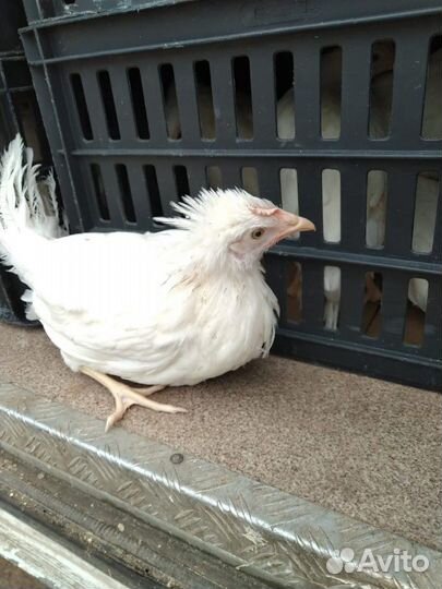 Продам гуси 2,5 месяца