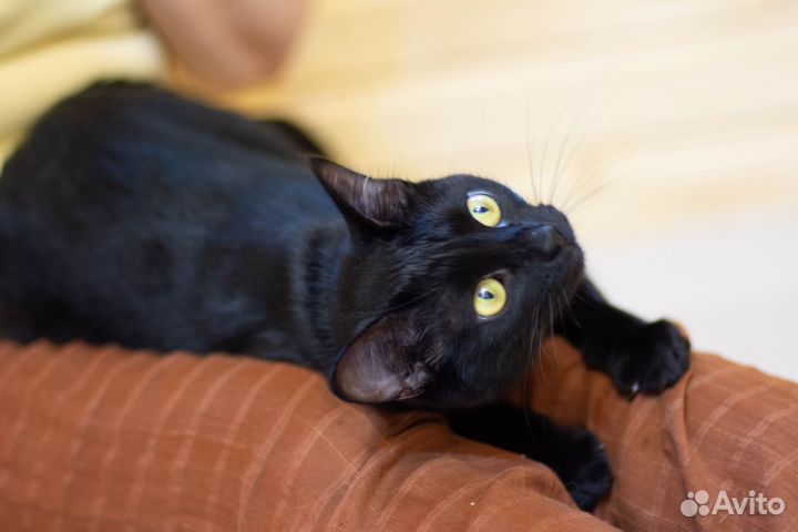 Кошка в дар