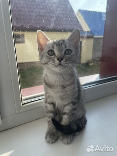 Котенок в добрые руки