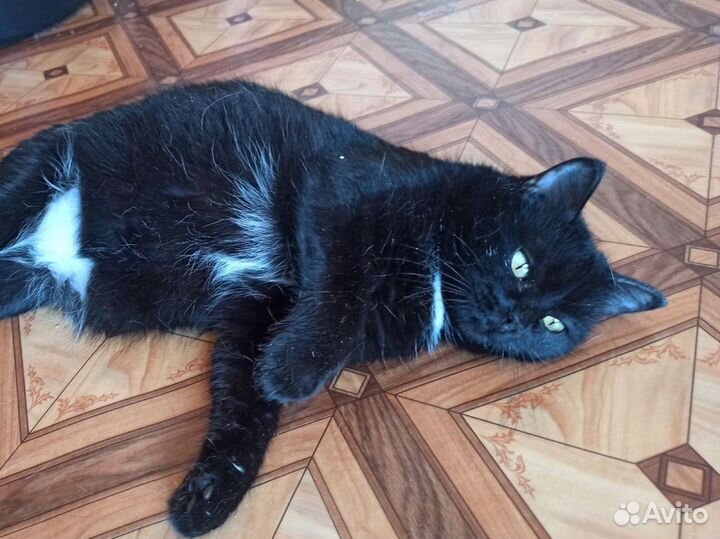 Стерилизованная кошечка в добрые ручки