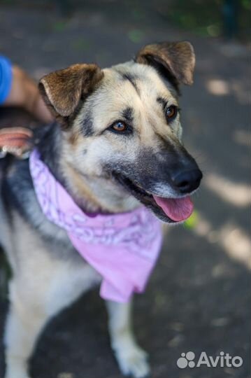 Валечка-добродушная и милая ищет дом