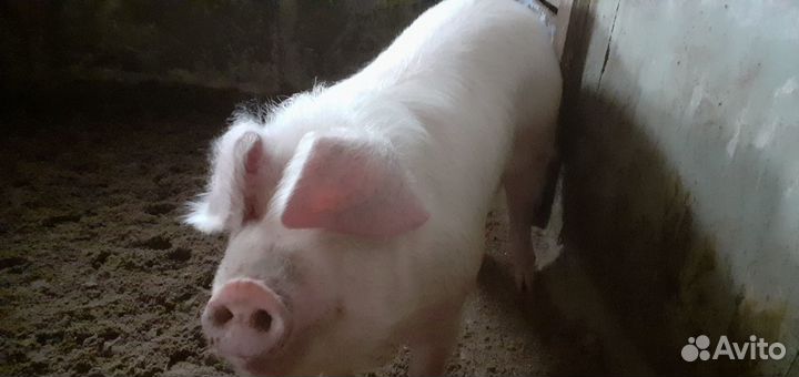 Мясо домашнее свинина