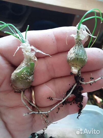 Альбука полифилла