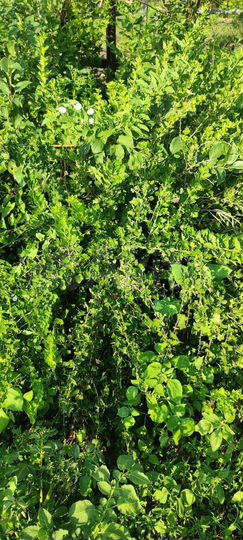 Участок 6 сот. (СНТ, ДНП)