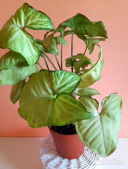 Сингониумы White Butterfly, Imperial White