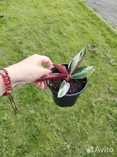 Строманта триколор