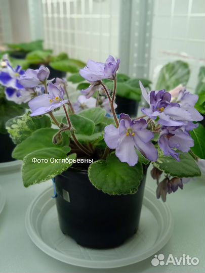 Цветущие фиалки