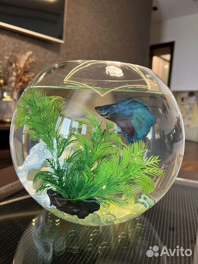Аквариум с рыбками