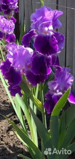 Ирисы