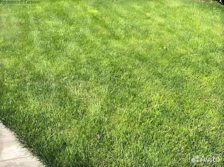 Газонc крепким дёрном