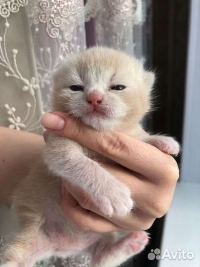 Шотландский золотой кот вязка