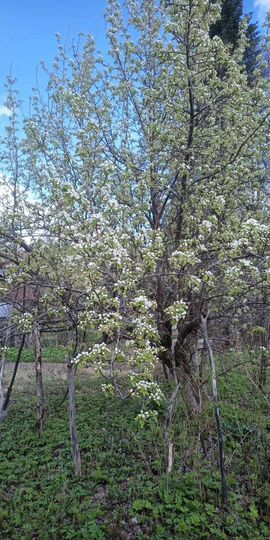 Дача 48 м² на участке 10 сот.