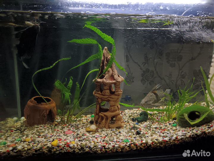 Продам аквариум с рыбками