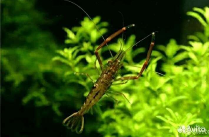 Макробрахиумы,Гуппи,Мелании