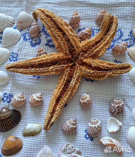 Морские кораллы настоящие, ракушки, морская звезда