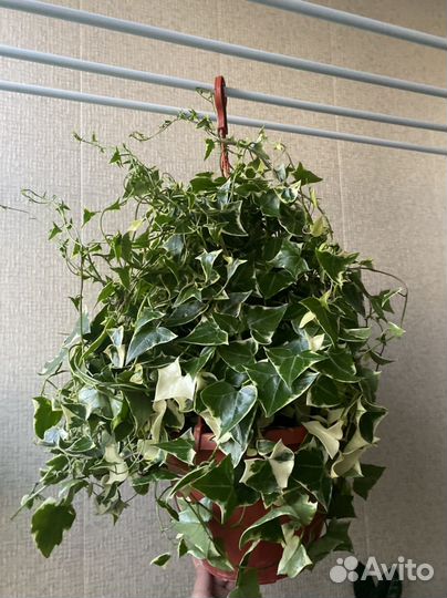 Крестовник вариегатный. Комнатные растения