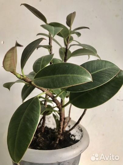 Филодендрон и фикус