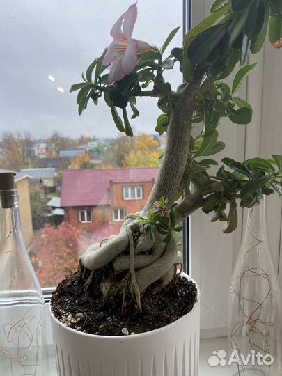 Черенки адениума