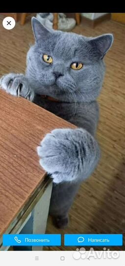 Британские котята