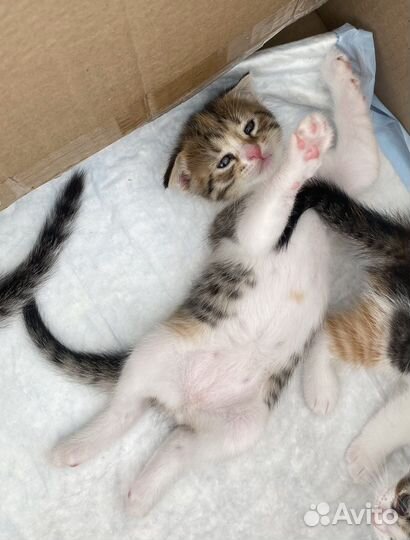 Шотландская вислоухая. котята