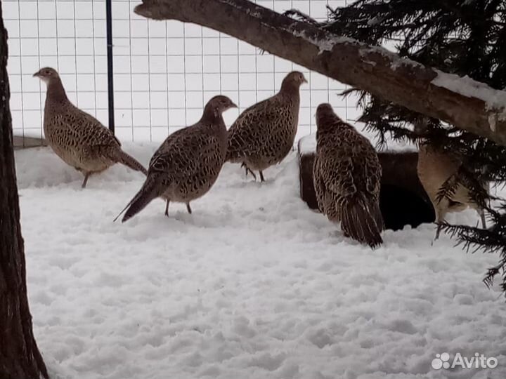 Охотничй фазан