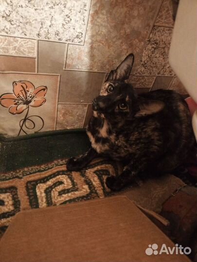 Ищем жениха