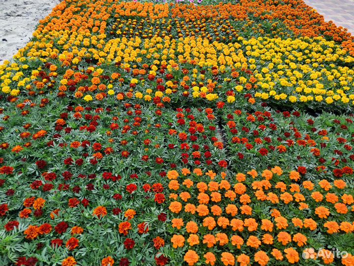 Рассада цветов