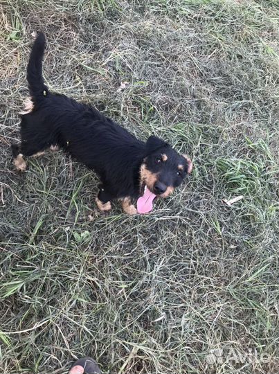 Вязка Ягдтерьер