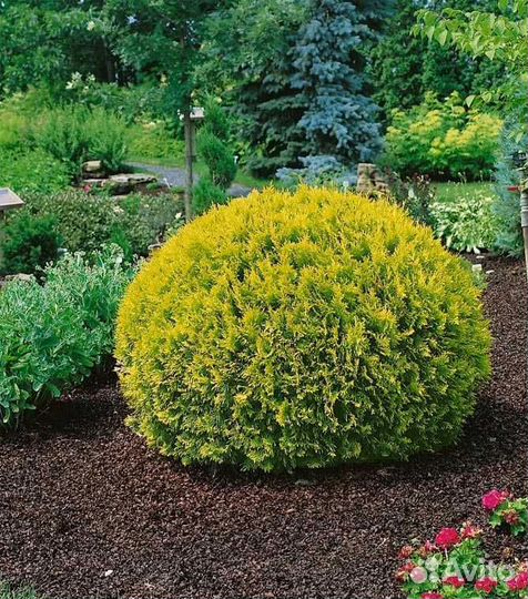 Туя Голден глоб