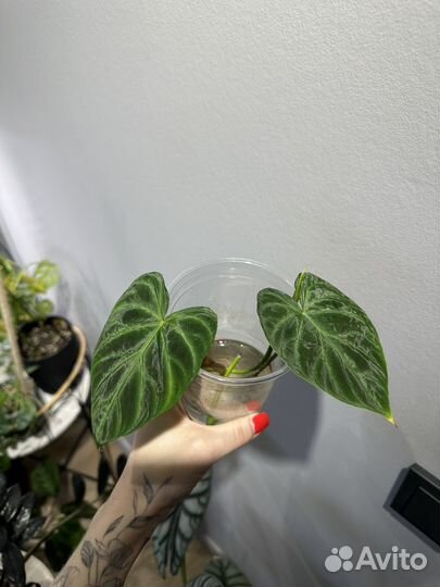 Филодендрон веррукозум