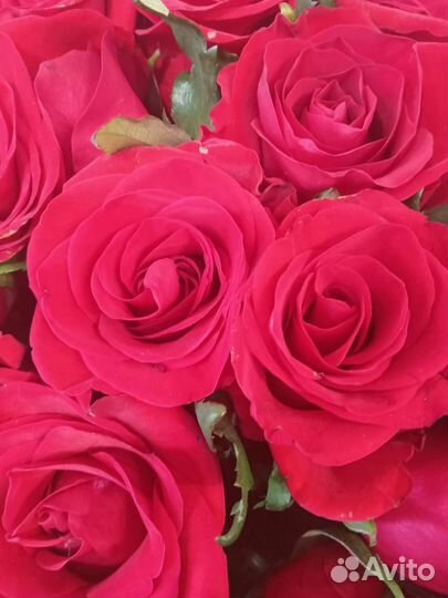 Розы оптом