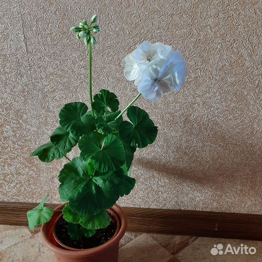 Пеларгония сортовая