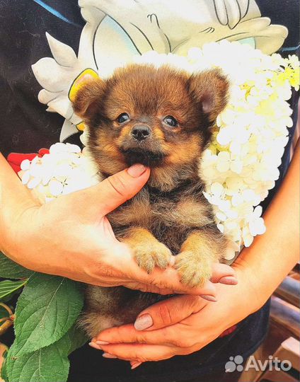 Шпице - Чих Мини девочка