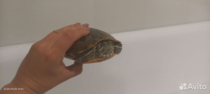 Красноухая черепаха