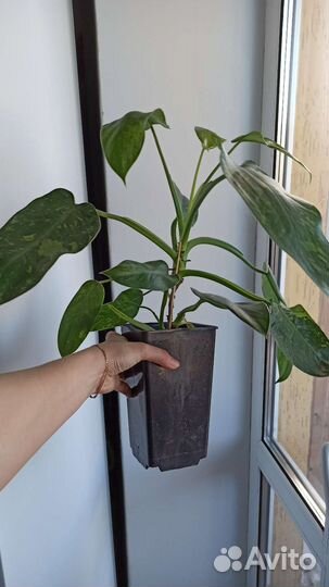 Филодендрон Jose Buono