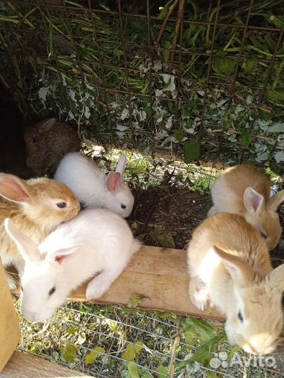 Крольчата