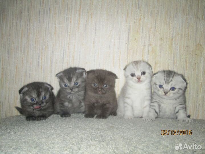 Жених шотландец скотиш-фолд