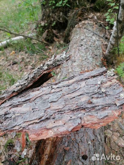 Сосновая кора/мульча эко - продукция