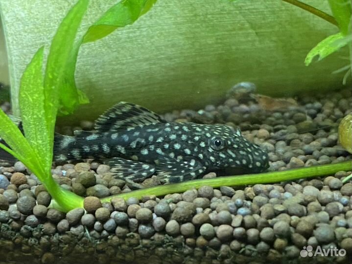 Сомики анциструсы