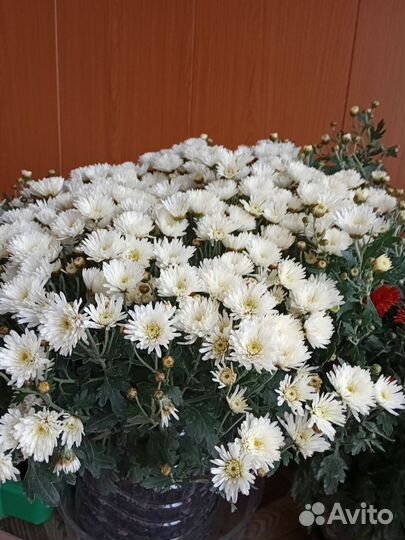 Хризантема мультифлора