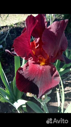 Излишки сортовых ирисов