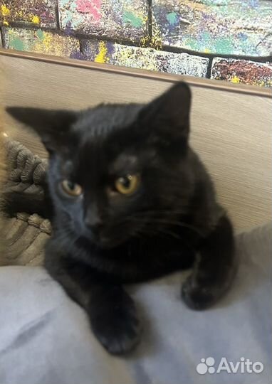 Котик очень ищет дом