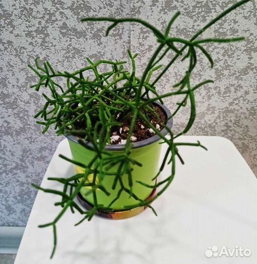 Рипсалис цереусовидный