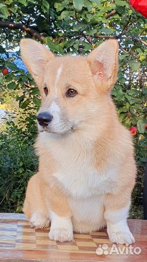 Вельш-корги