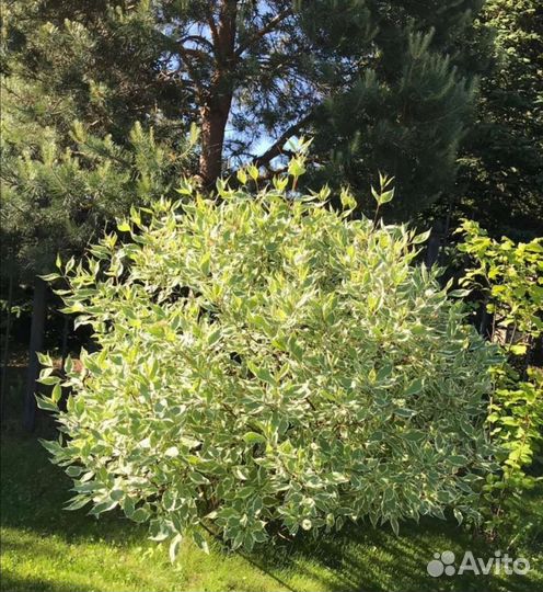 Кустарник Дëрен