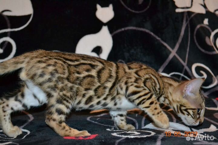 Бенгальский мальчик Ф2 от алк