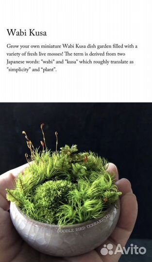 Мож сфагнум