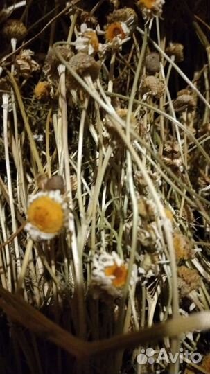 Ромашка, крапива, чистотел, полынь, малина