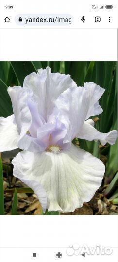 Ирисы бородатые