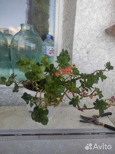 Каланхоэ цветущий комнатное растерие